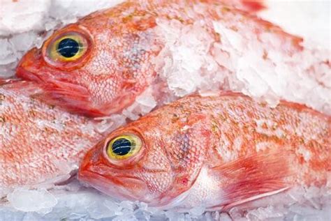 紅色魚種類|スーパーでよく見る赤魚とは？魚の種類と特徴、おす。